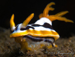 Chromodorididae nudibranch (Chromodoris strigata) - Sange... by Marco Waagmeester 